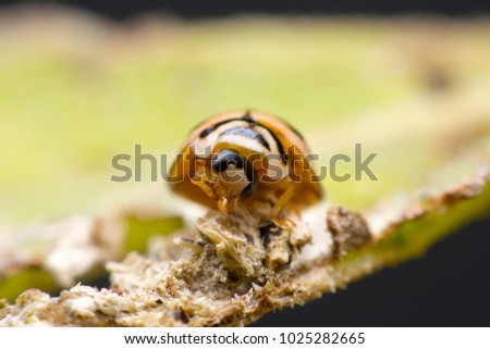 Similar – Image, Stock Photo random sample Insect Green