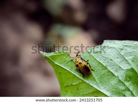 ladybug on a green leaf, yellow ladybug eat fresh green leaves
