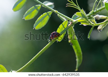 Similar – Image, Stock Photo as fresh as a daisy