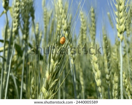 Ladybug on Green Wheat. Fresh ears of young green wheat close-up. Green plant growing in field. Meadow of wheat on sundown. Wheat.  Triticum. Poaceae. Ladybugs. Coccinellidae. 	Coleoptera.Epilachnidae