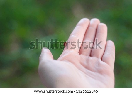 Ladybug on a hand closeup on green background