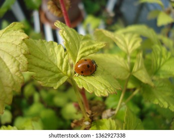 Ladybug on leaf