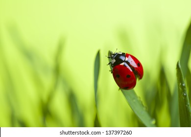 Ladybug On Leaf