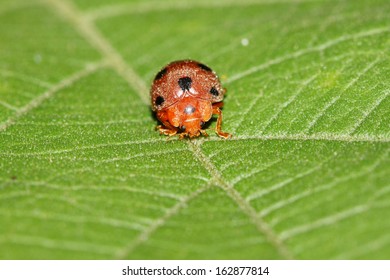 Ladybug on leaf