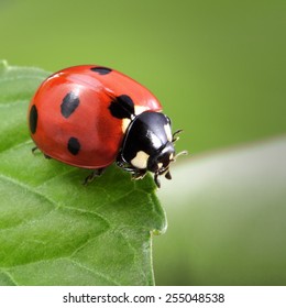 Ladybug On Leaf