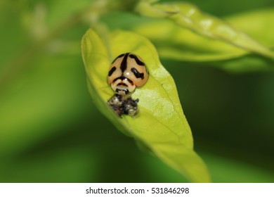 Ladybug on leaf