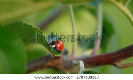 Ladybug on leaf. Aphids killer. Insects killed pests of plants, garden and orchard. Protection from vermin and diseases. The cycle of life in nature. Beauty in nature.