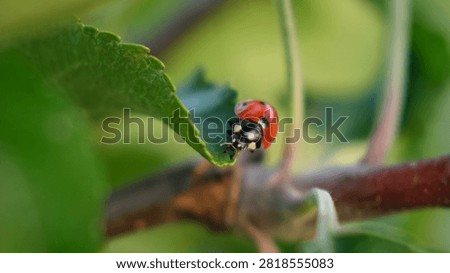 Ladybug on leaf. Aphids killer. Insects killed pests of plants, garden and orchard. Protection from vermin and diseases. The cycle of life in nature. Beauty in nature.