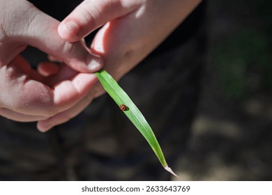 Ladybug on leaf, being held by child hands, closeup detail, childhood outdoor nature adventure discovery