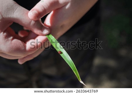 Ladybug on leaf, being held by child hands, closeup detail, childhood outdoor nature adventure discovery