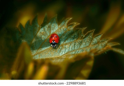 Ladybug on a leaf in forest. Ladybug on leaf. Macro ladybug. Ladybug in macro