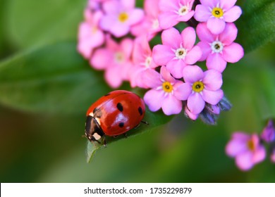 Ladybug Flowers Images Stock Photos Vectors Shutterstock