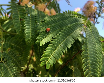 Mimosa Hostilis High Res Stock Images Shutterstock