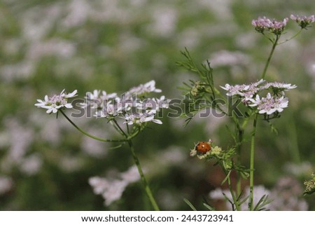ladybug on a leave of a flower 