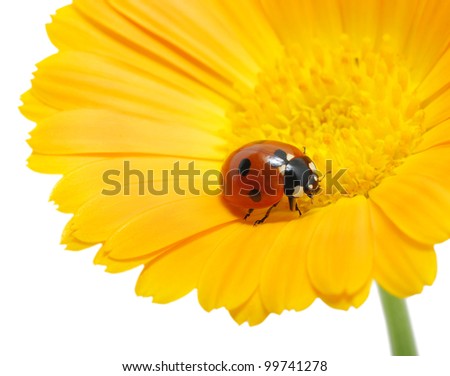 ladybug on an orange flower