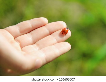 Ladybug On Palm Of Hand