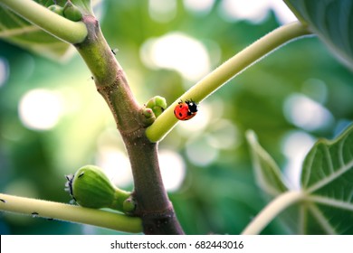 Ladybug on plant - Powered by Shutterstock