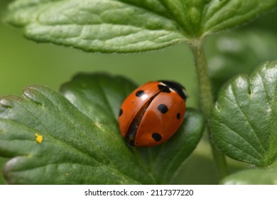 A Ladybug On A Plant Leaf