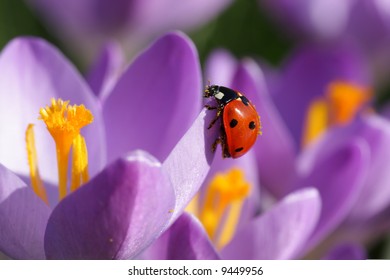 ladybug on purple crocus flower