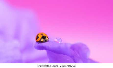 Ladybug on Purple Flower with Water Droplets - Macro Photography - Powered by Shutterstock