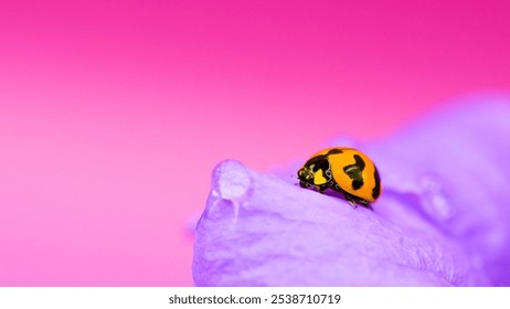 Ladybug on Purple Flower with Water Droplets - Macro Photography - Powered by Shutterstock