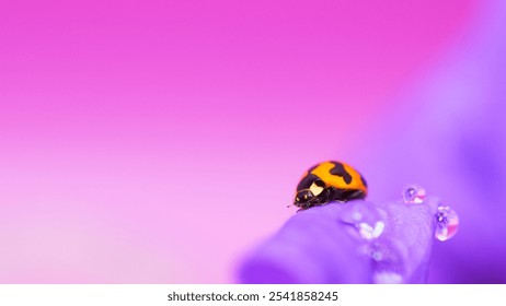 Ladybug on Purple Flower with Water Droplets - Macro Photography - Powered by Shutterstock