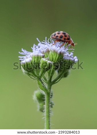 ladybug on a purple flower, wild flowers, side view of a ladybug
