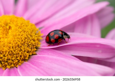 Ladybug on pyrethrum flowers in the garden. Garden pest control. A useful beetle. - Shutterstock ID 2026336958