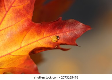 Ladybug on red orange autumn leaf closeup. Beautiful colored autumn leaf with beetle.  - Powered by Shutterstock