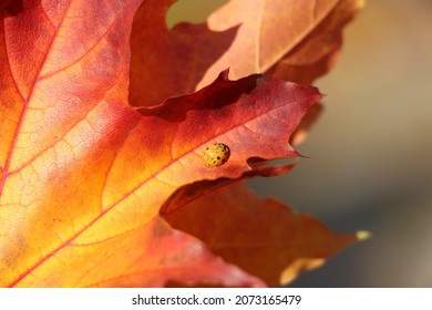 Ladybug on red orange autumn leaf closeup. Beautiful colored autumn leaf with beetle.  - Powered by Shutterstock