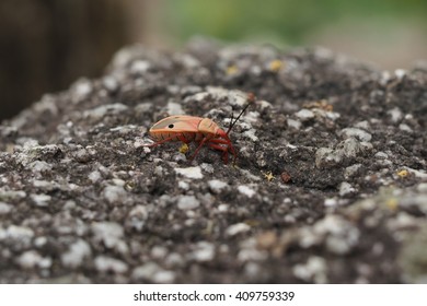 ladybug on rock