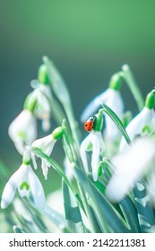 Ladybug on a snowdrop in the forest