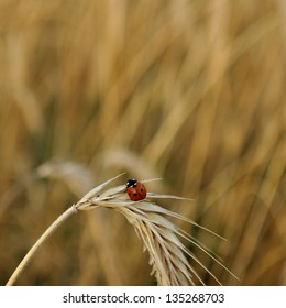 Ladybug on a spike in a wheat field