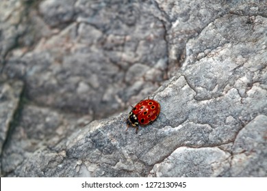 Ladybug On Stone Texture Macro Photo. Ladybug On Stone Background