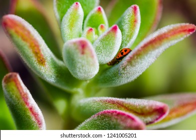 Ladybug On A Suculent