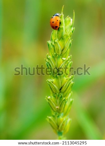 Ladybug on top of straw of wheat. Insects on a crop field in Sweden. Colorful ladybug in nature. A green environment with a ladybug on wheat straw. Blurry green background.
