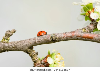 ladybug on a tree branch close-up - Powered by Shutterstock