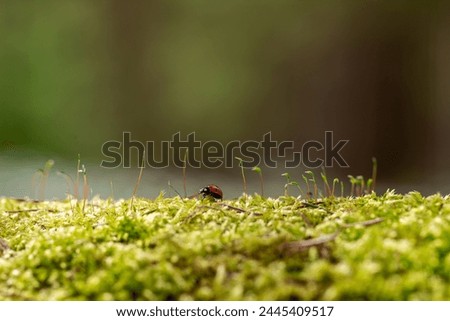 ladybug on a tree trunk covered with moss and small plants against the background of a blurry forest and sun rays