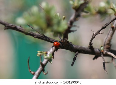 Ladybug on the trees branch 