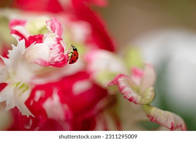 Ladybug on a tulip flower in nature. - Powered by Shutterstock