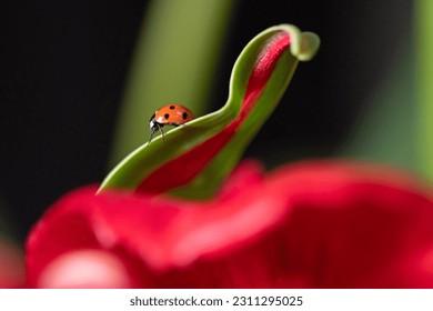 Ladybug on a tulip flower in nature. - Powered by Shutterstock