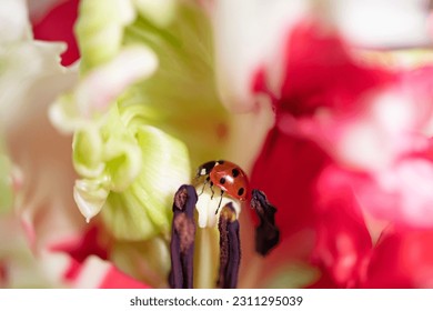 Ladybug on a tulip flower in nature. - Powered by Shutterstock