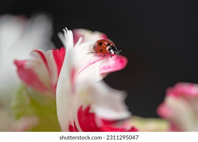 Ladybug on a tulip flower in nature. - Powered by Shutterstock