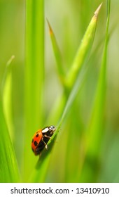 Ladybug On An Uphill Struggle