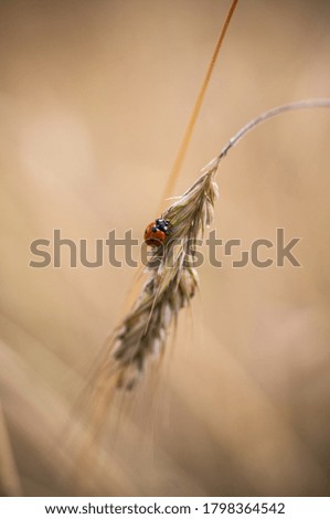 Similar – Image, Stock Photo Summer 2 Drowsy Tiring