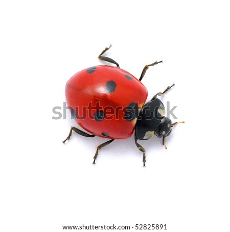  Ladybug on white