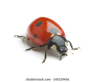 Ladybug On White Background Stock Photo 145519456 | Shutterstock