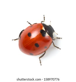 Ladybug on white background 