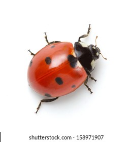 Ladybug on white background 