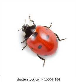 ladybug on white background 